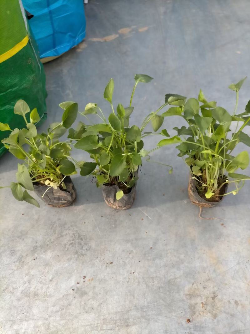 紫花地丁基地直销，大量供应，可实地看货，一手货源。