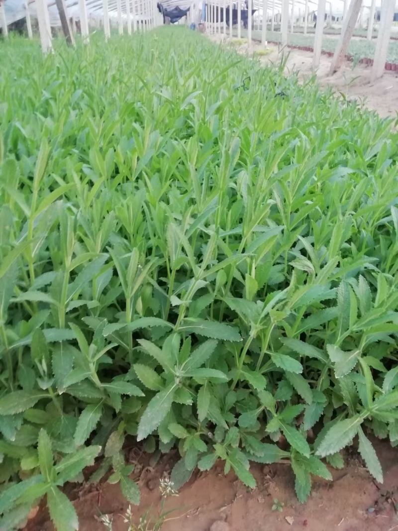 马鞭草基地直销，大量供应，可实地看货，一手货源。