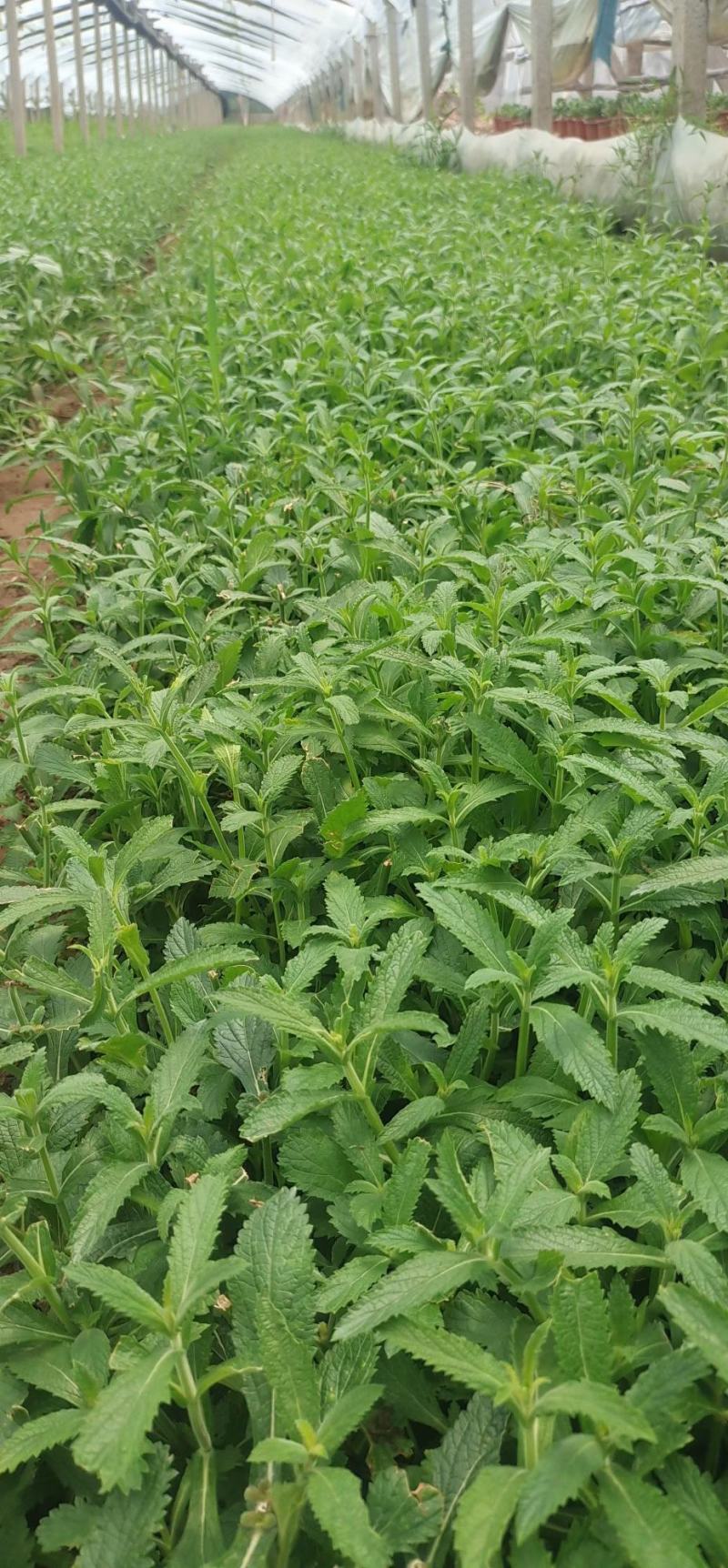 马鞭草基地直销，大量供应，可实地看货，一手货源。