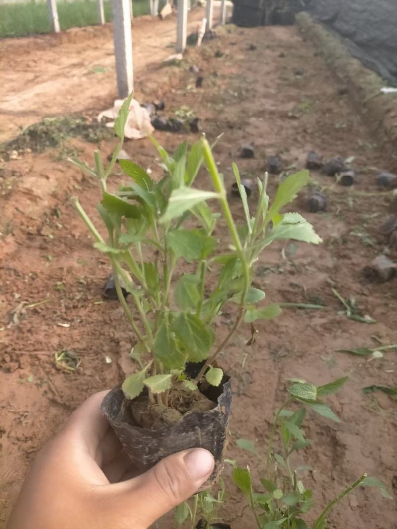 马鞭草基地直销，大量供应，可实地看货，一手货源。