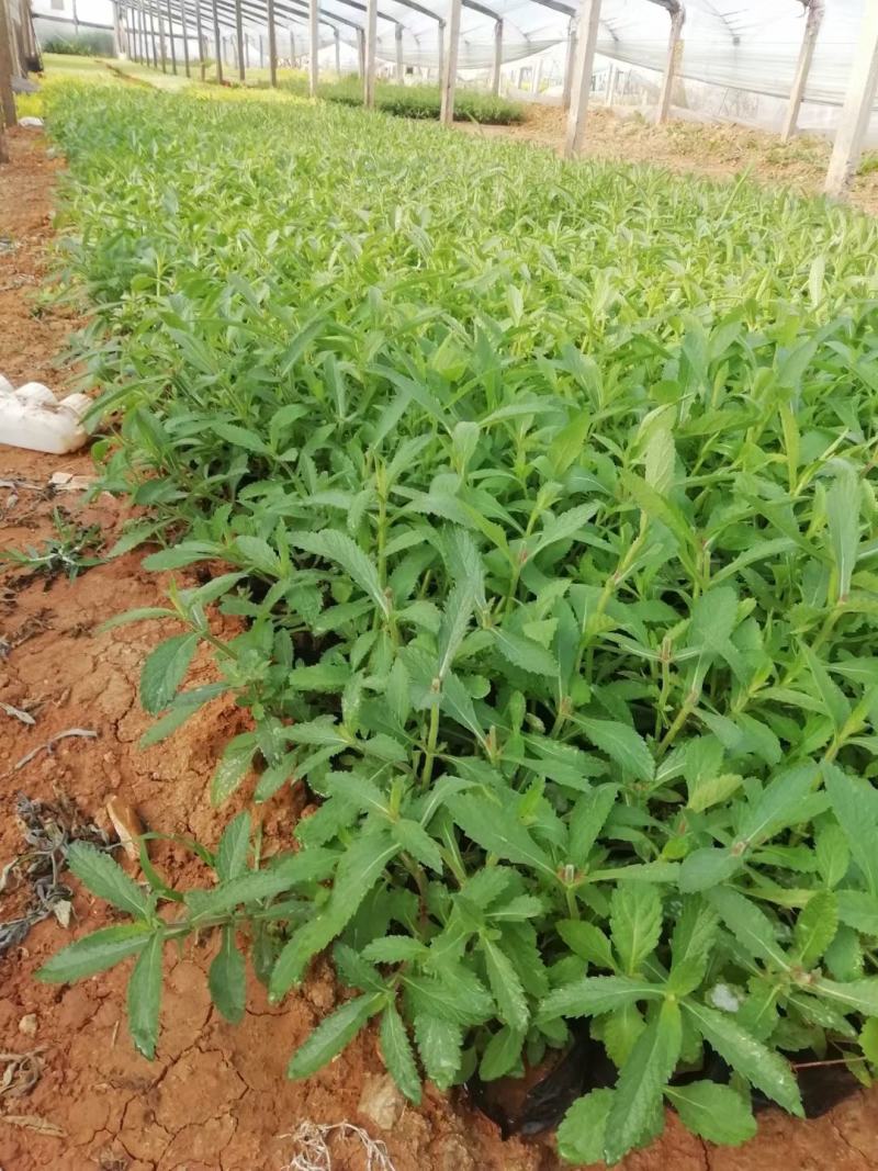马鞭草基地直销，大量供应，可实地看货，一手货源。
