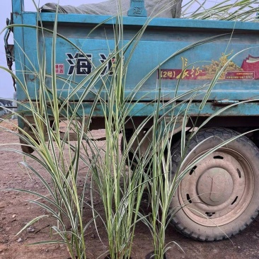 花叶芒基地直销，大量供应，可实地看货，一手货源。