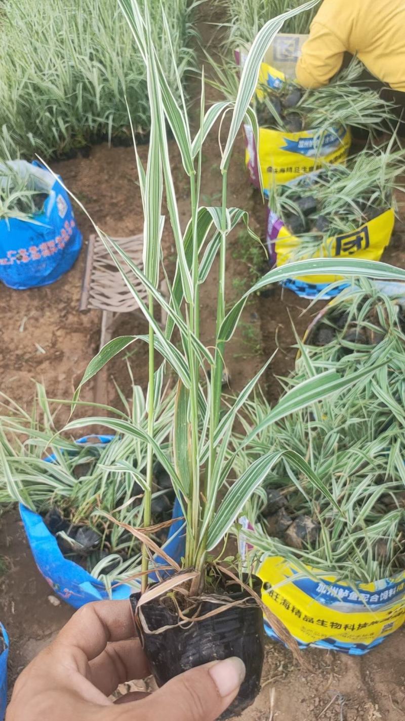 花叶芒基地直销，大量供应，可实地看货，一手货源。