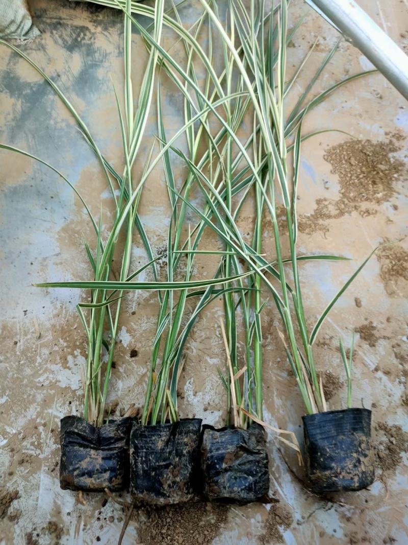 花叶芒基地直销，大量供应，可实地看货，一手货源。