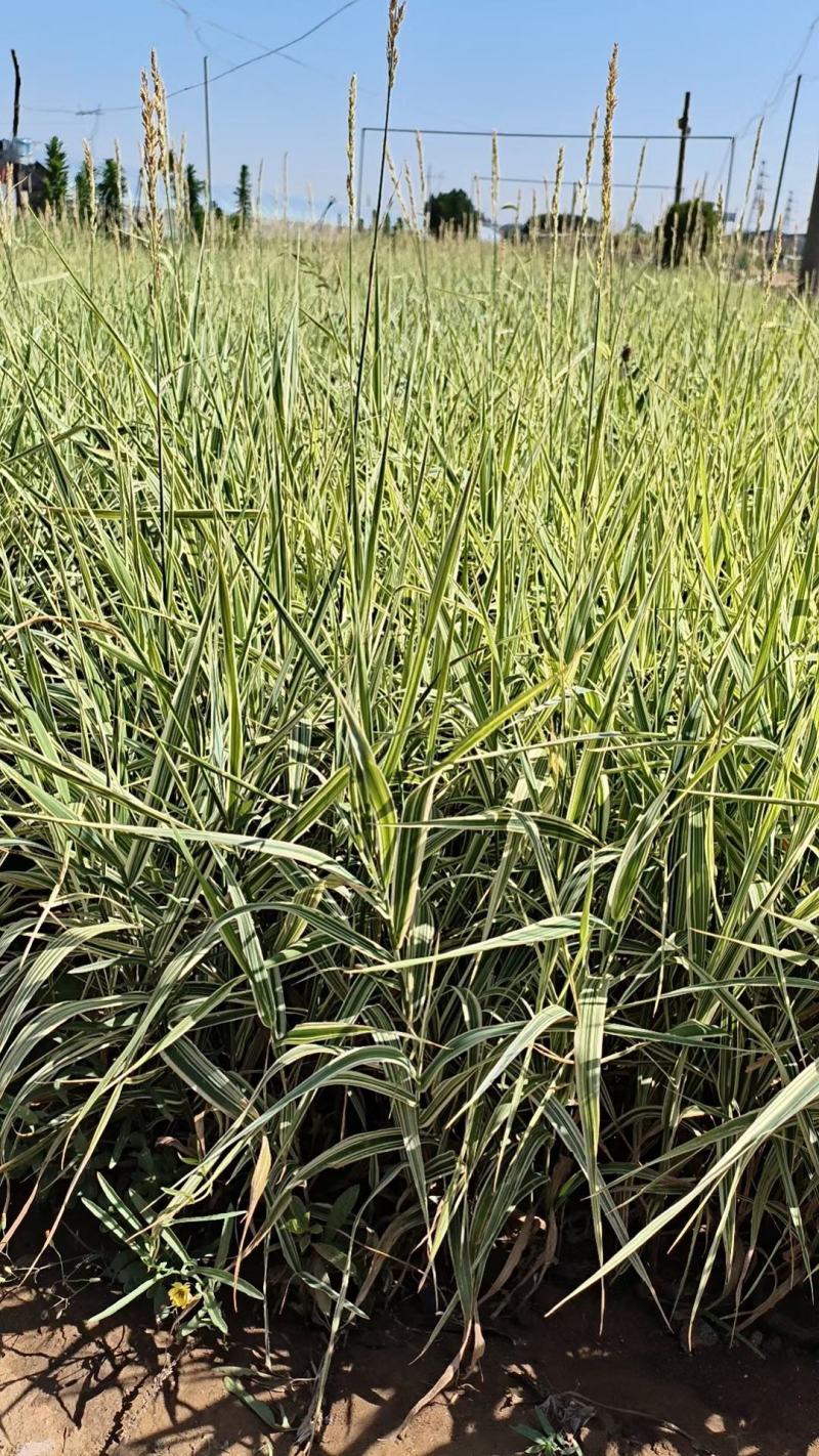 花叶芒基地直销，大量供应，可实地看货，一手货源。
