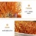 正宗无硫天然虫草花、正品菌菇金蛹火锅煲汤凉伴虫草花