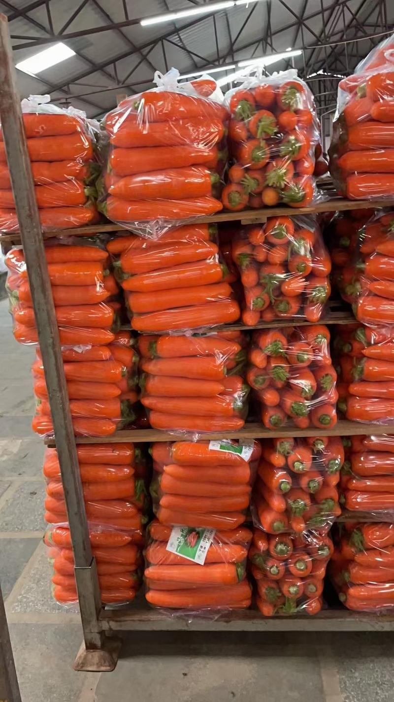 【优选】韩国佳美七寸胡萝卜种子罐装今年新种子