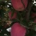 花牛套袋红星苹果