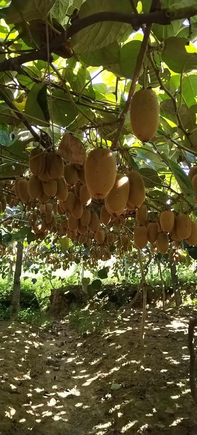 米粮一号猕猴桃