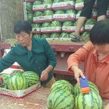 精品美都甜王西瓜诚信经营发往全国质量保证