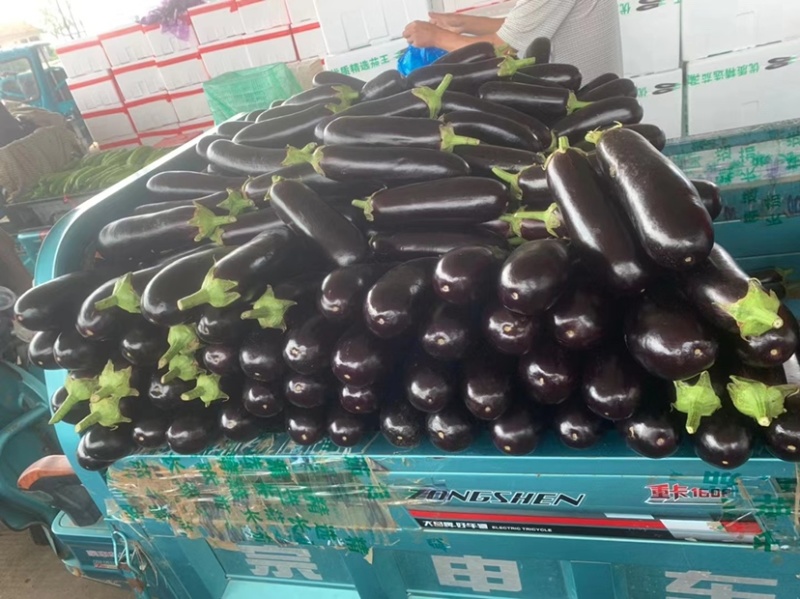 山东优质精品黑宝茄子，产地直发，量大从优，全国发货