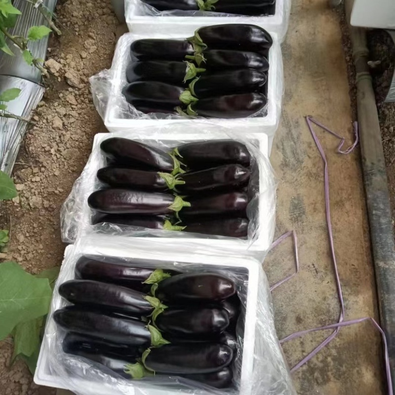 山东优质精品黑宝茄子，产地直发，量大从优，全国发货