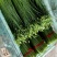 东台市韭菜苔大量上市中，质量好价格低