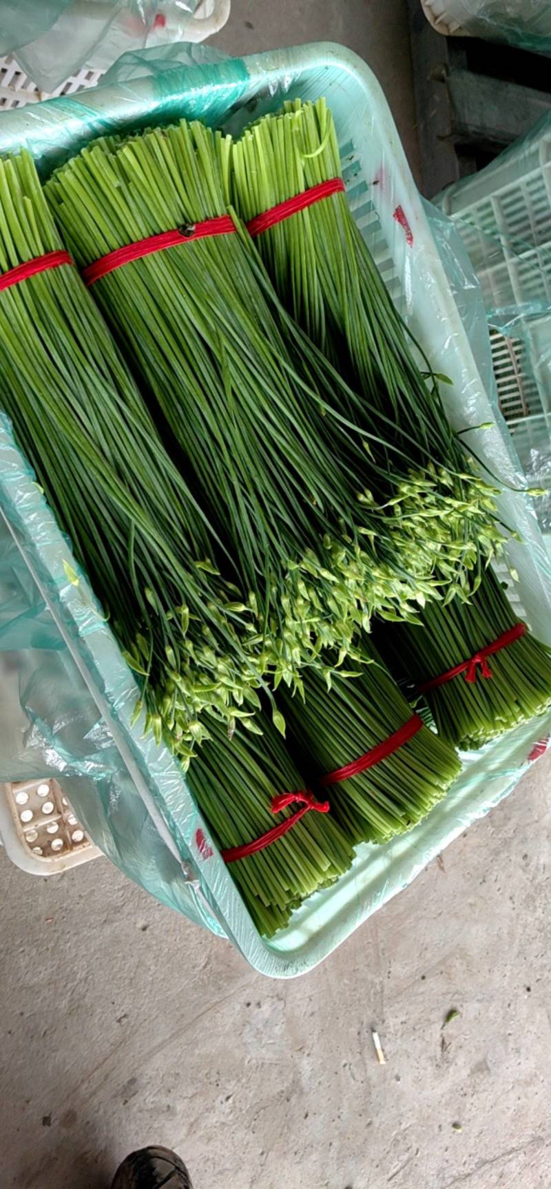 东台市韭菜苔大量上市中，质量好价格低