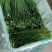 东台市韭菜苔大量上市中，质量好价格低