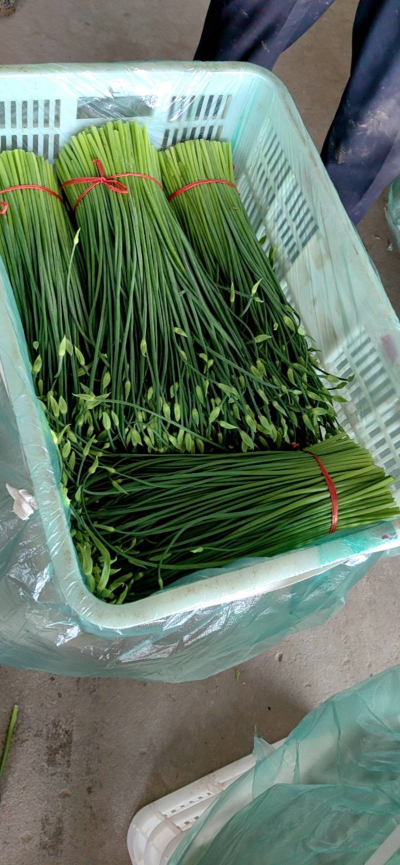 东台市韭菜苔大量上市中，质量好价格低