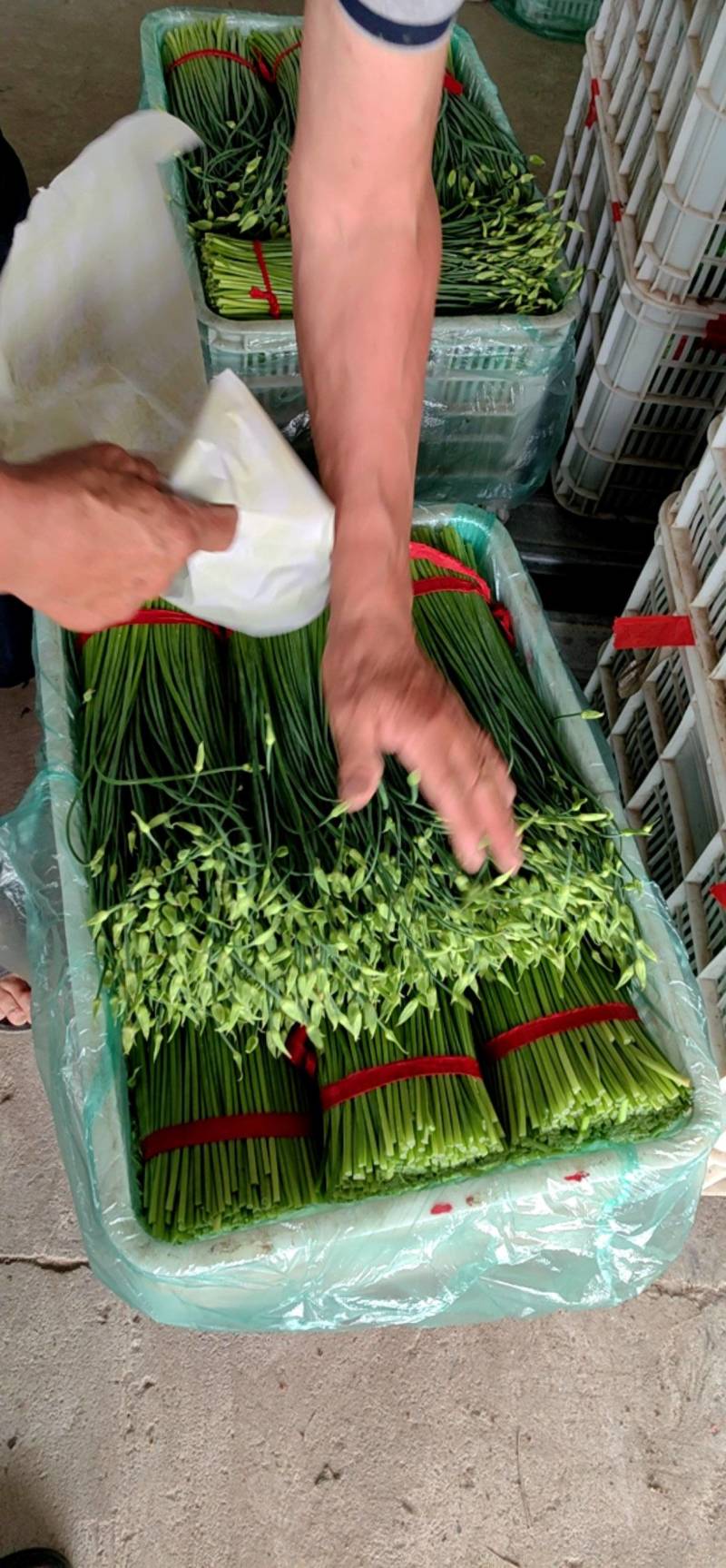 东台市韭菜苔大量上市中，质量好价格低