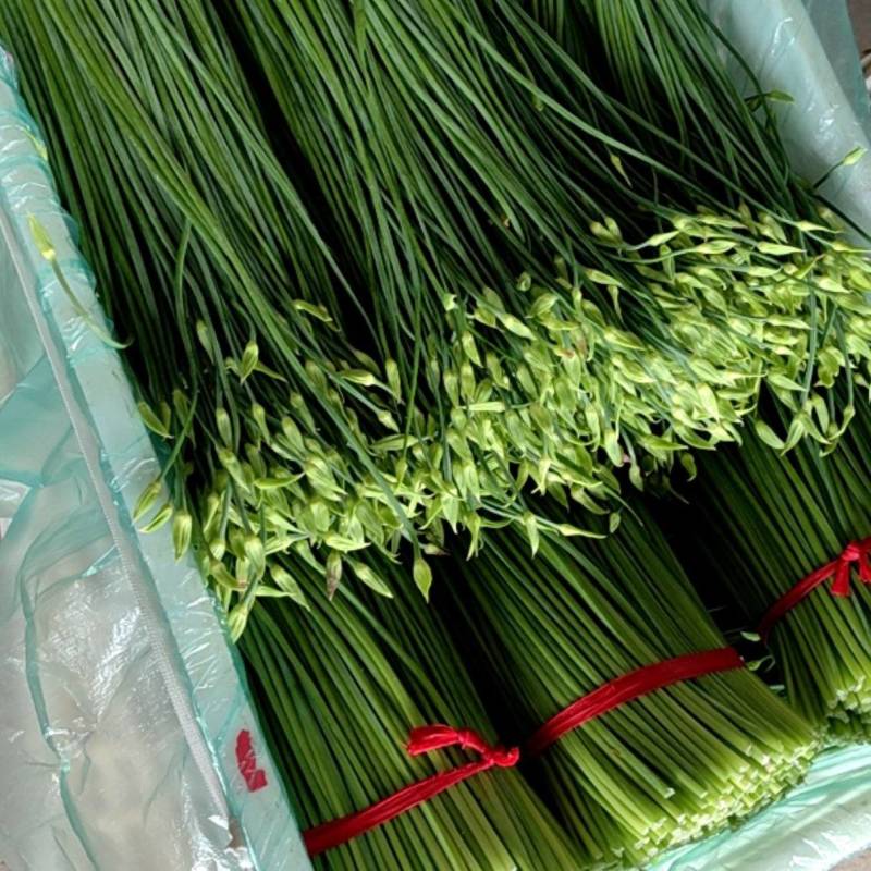东台市韭菜苔大量上市中，质量好价格低