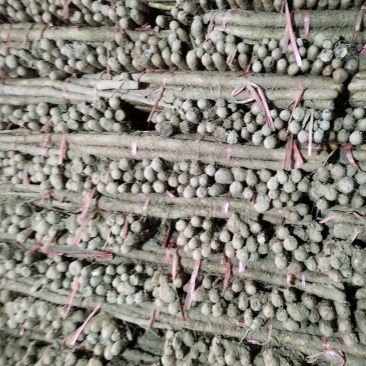 铁棍山药代办出售，各路货规格齐全，质量好，价格真实合理