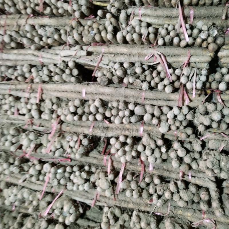铁棍山药代办出售，各路货规格齐全，质量好，价格真实合理