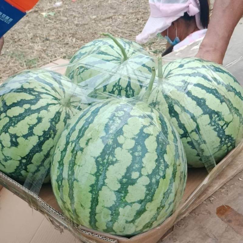 正品保障西瓜量大优惠