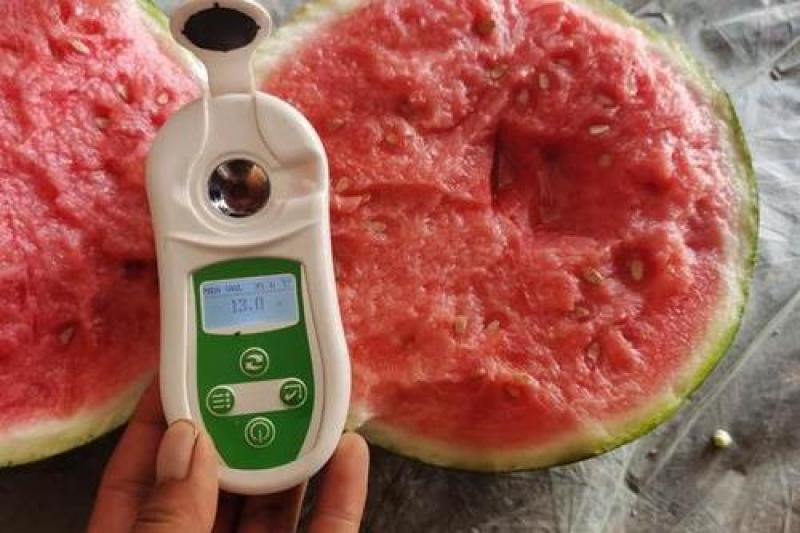 正品保障西瓜量大优惠