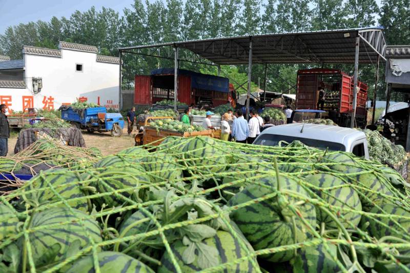 正品保障西瓜量大优惠