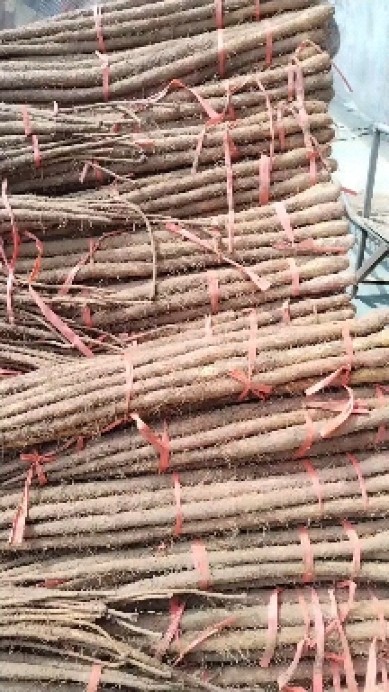 铁棍山药代办出售，各路货规格齐全，质量好，价格真实合理