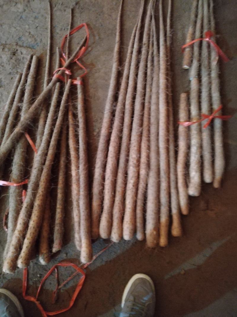 铁棍山药代办出售，各路货规格齐全，质量好，价格真实合理