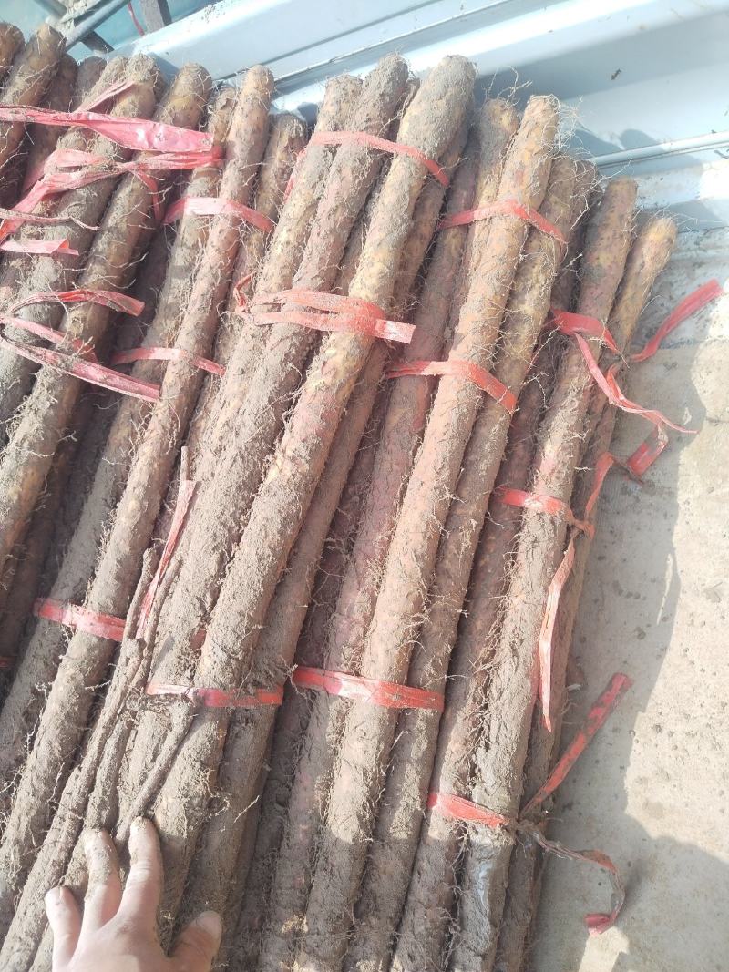 铁棍山药代办出售，各路货规格齐全，质量好，价格真实合理