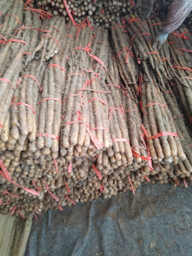 铁棍山药代办出售，各路货规格齐全，质量好，价格真实合理
