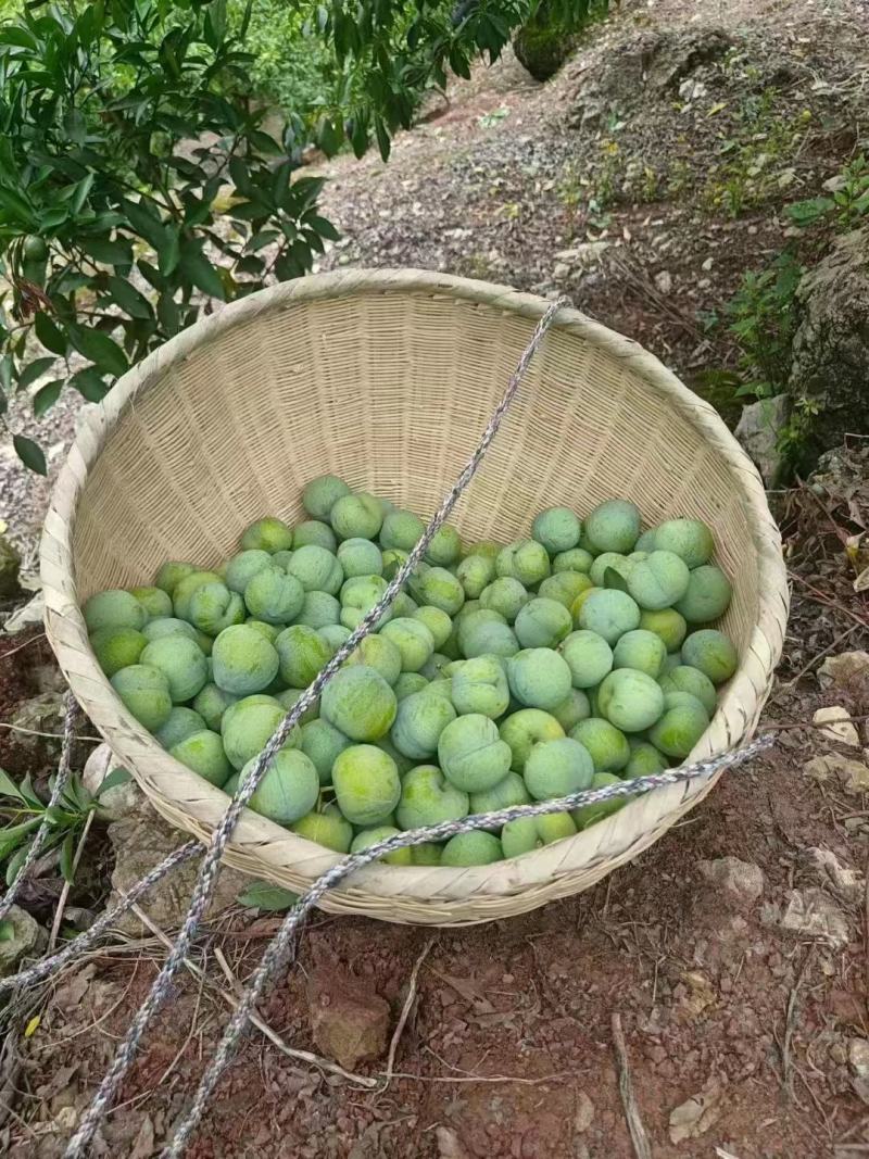 巫山脆李空心李味甜汁多，离核化渣产地批发大量供