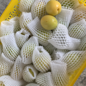 新疆小白杏
