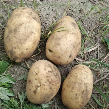 精品土豆沃土土豆货源充足量大从优一手货源欢迎咨询