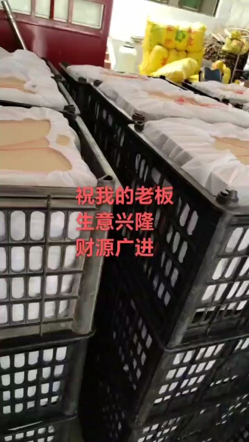 陕西蒲城早熟梨青皮早酥梨，绿皮梨，大量上市
