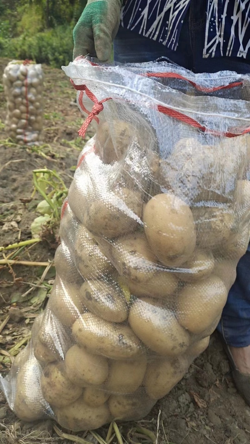 精品土豆沃土土豆货源充足量大从优一手货源欢迎咨询