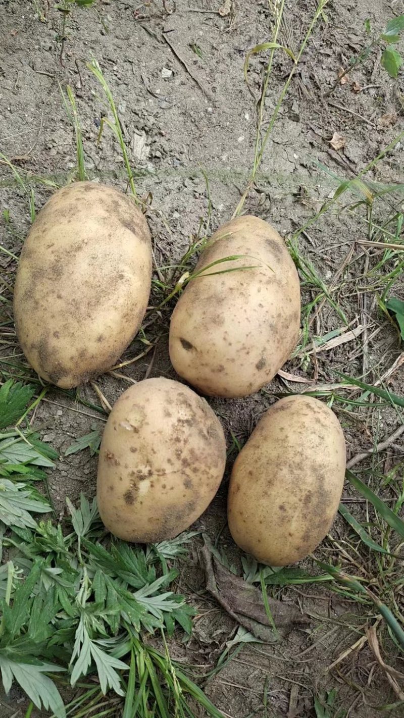 精品土豆沃土土豆货源充足量大从优一手货源欢迎咨询