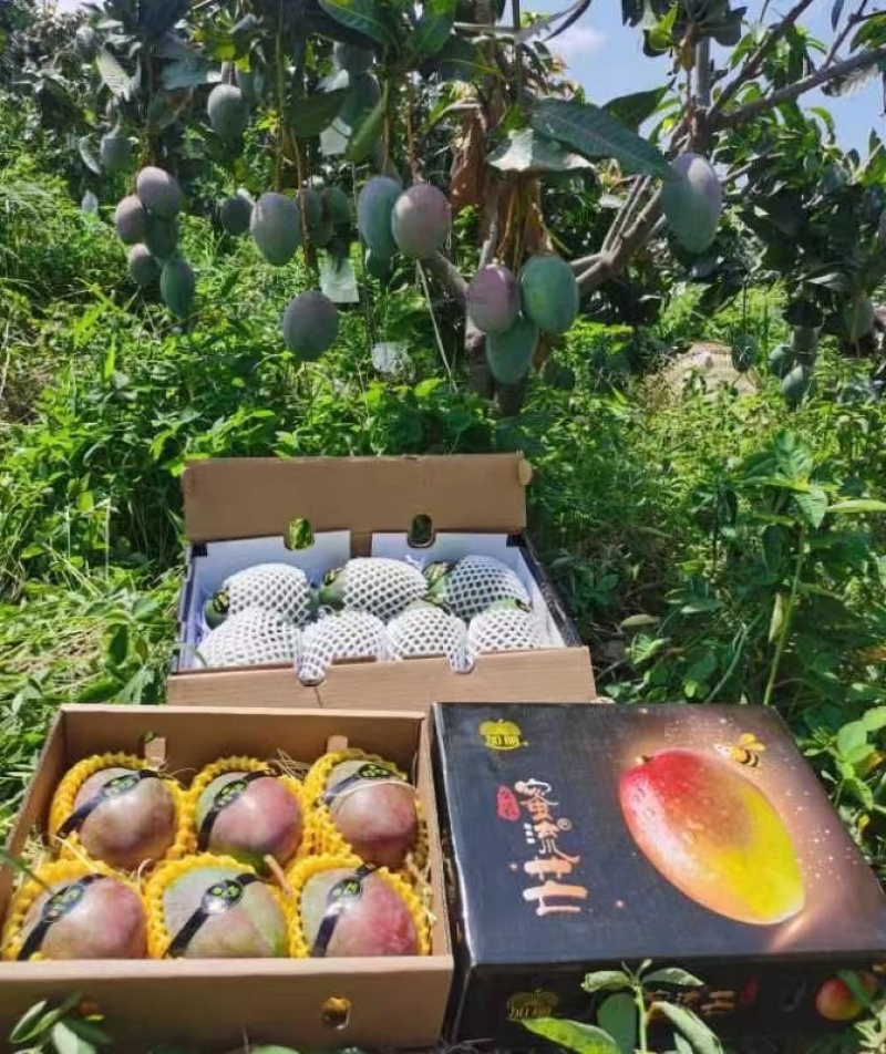 加丽蜜流芒果
