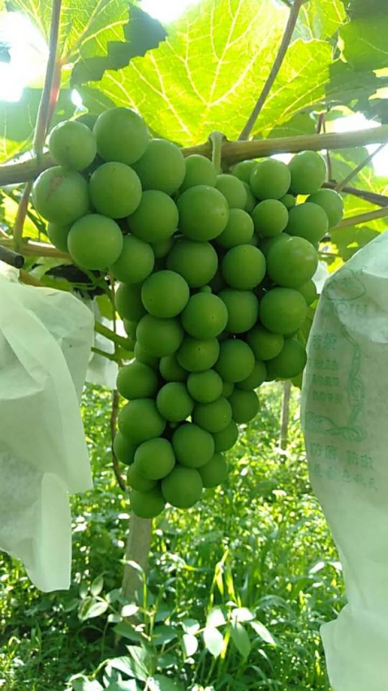 水晶葡萄