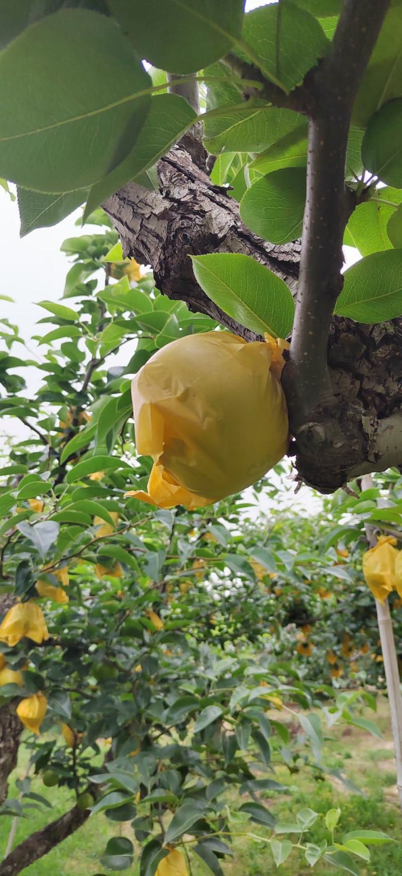 砀山早梨酥翠1号口感脆甜汁多核小产地量大