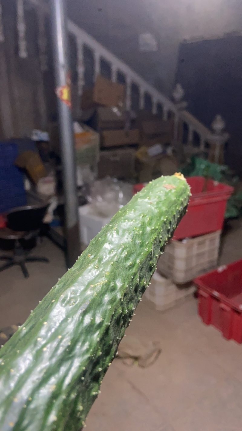 新货【精品黄瓜】河北密刺黄瓜大量上市价格低顶花带刺