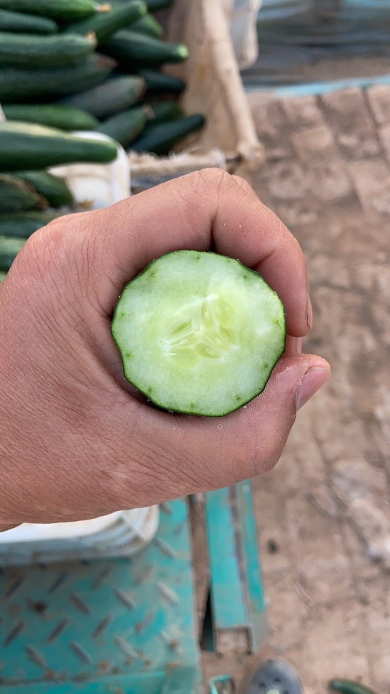 新货【精品黄瓜】河北密刺黄瓜大量上市价格低顶花带刺
