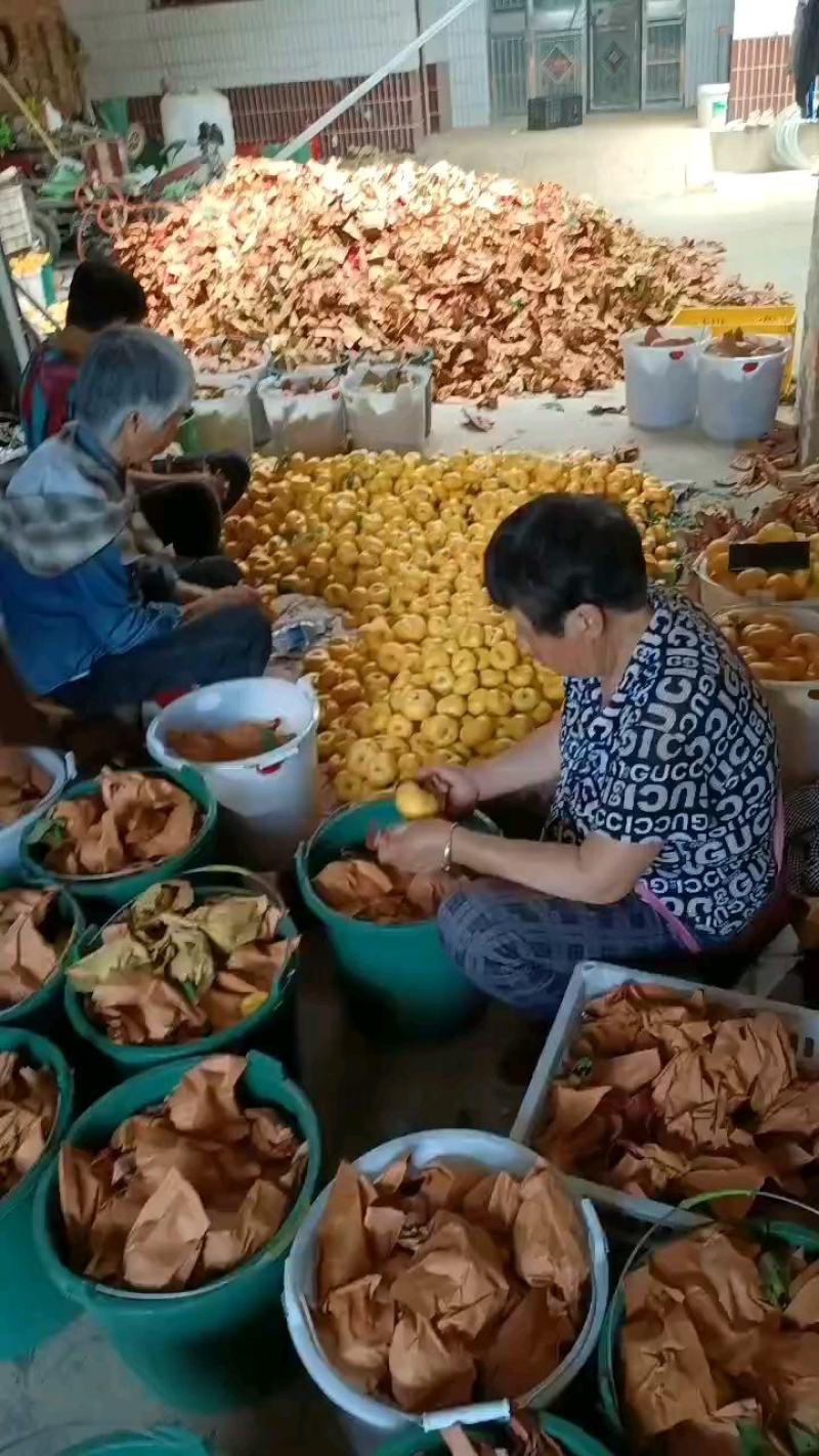 陕西渭南大荔埝桥万亩蟠桃，6-67-7