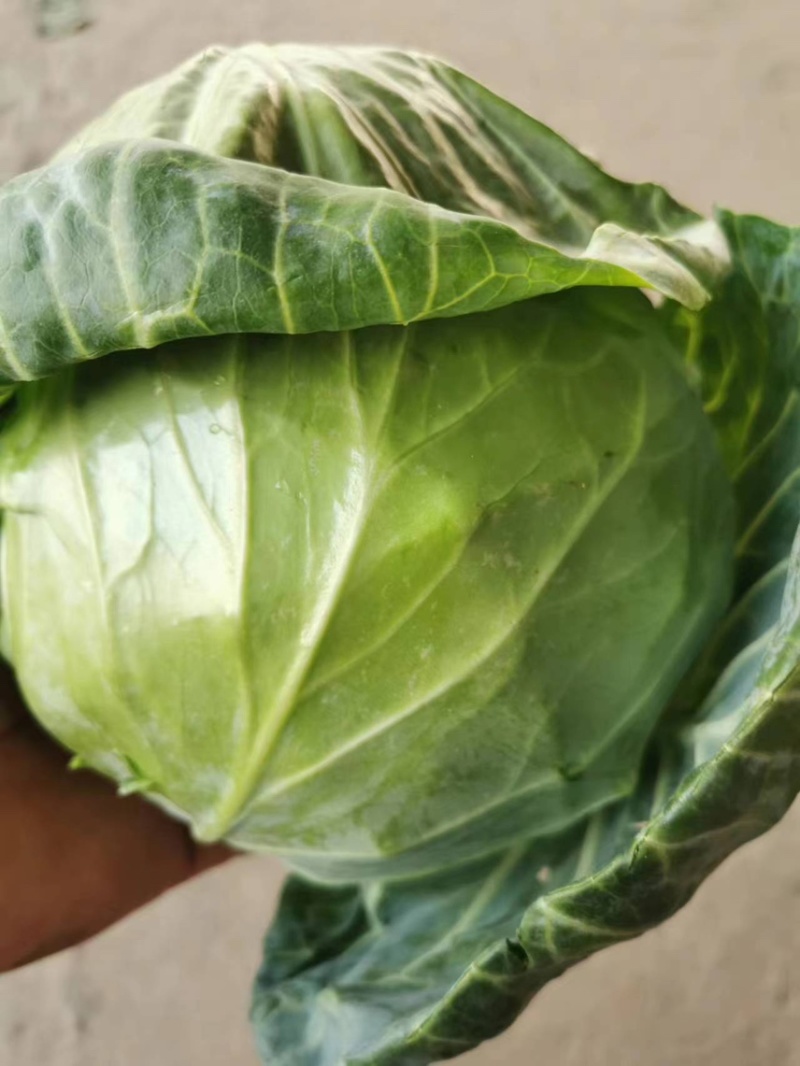 精品蔬菜