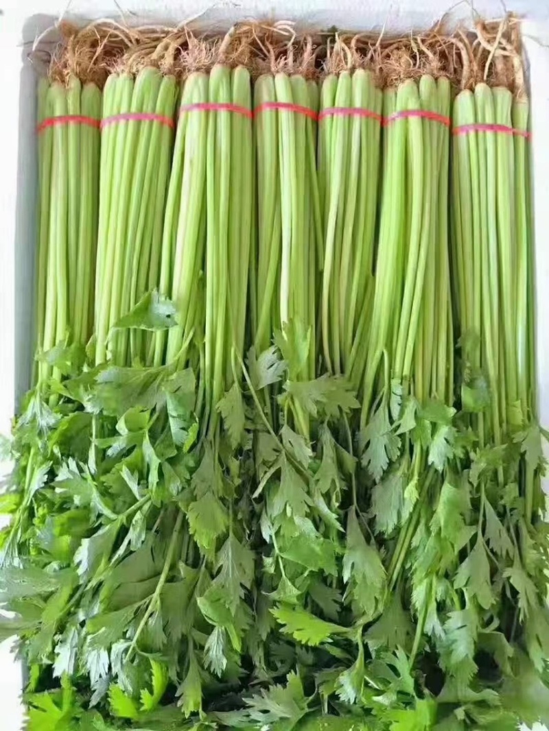 精品蔬菜