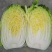 精品蔬菜