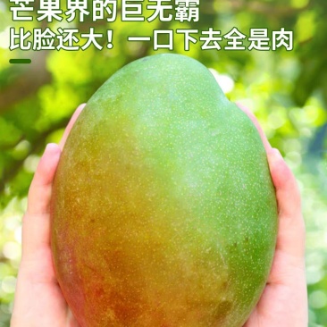 四川凯特芒果10斤特大果水果新鲜当季整箱应季现摘热