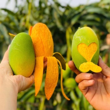 椰香芒果一件代发，果园直发