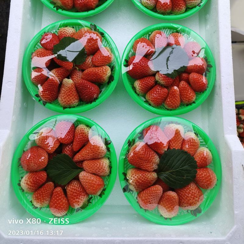 【现摘现发】天仙醉草莓新鲜现摘安徽草莓产地批发