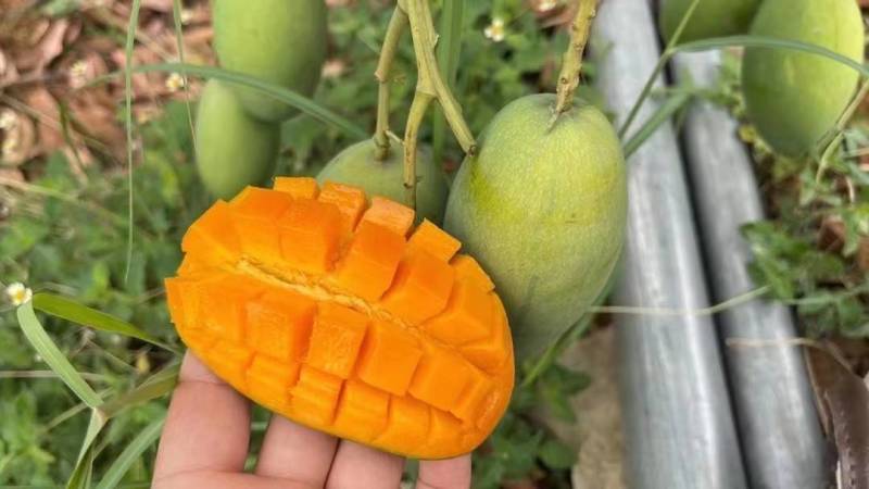 椰香芒果一件代发，果园直发